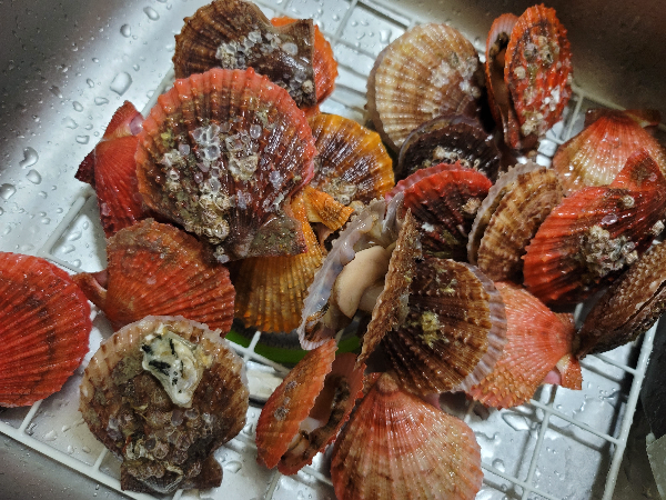 비단가리비 세척