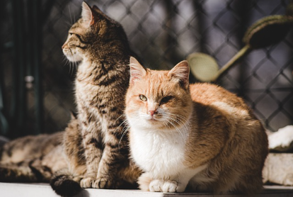 고양이의 "빵 굽기" 자세: 손안에 담긴 평화의 비밀