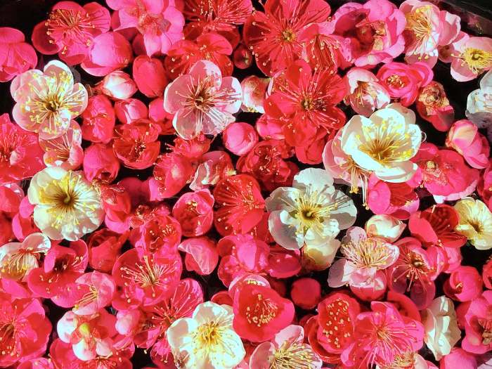 생방송오늘저녁 진주 매화숲 1년에 한 달만 개방 홍매화 매화꽃 식물원