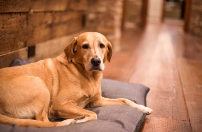 잠자지 못하는 늙은 개