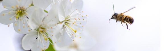 2025 진해 군항제 일정 및 벚꽃 축제