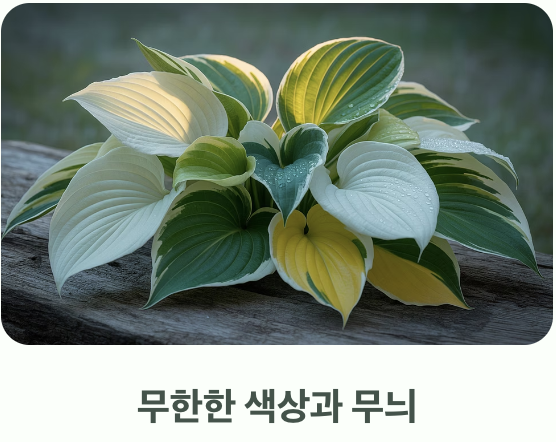 '잎'으로 말하는 식물, 비비추의 매력