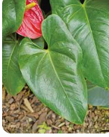 안스리움 관리법 알아보기