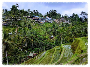 뜨갈라랑 라이스 테라스