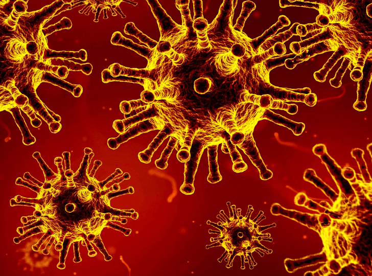 니파 바이러스란?