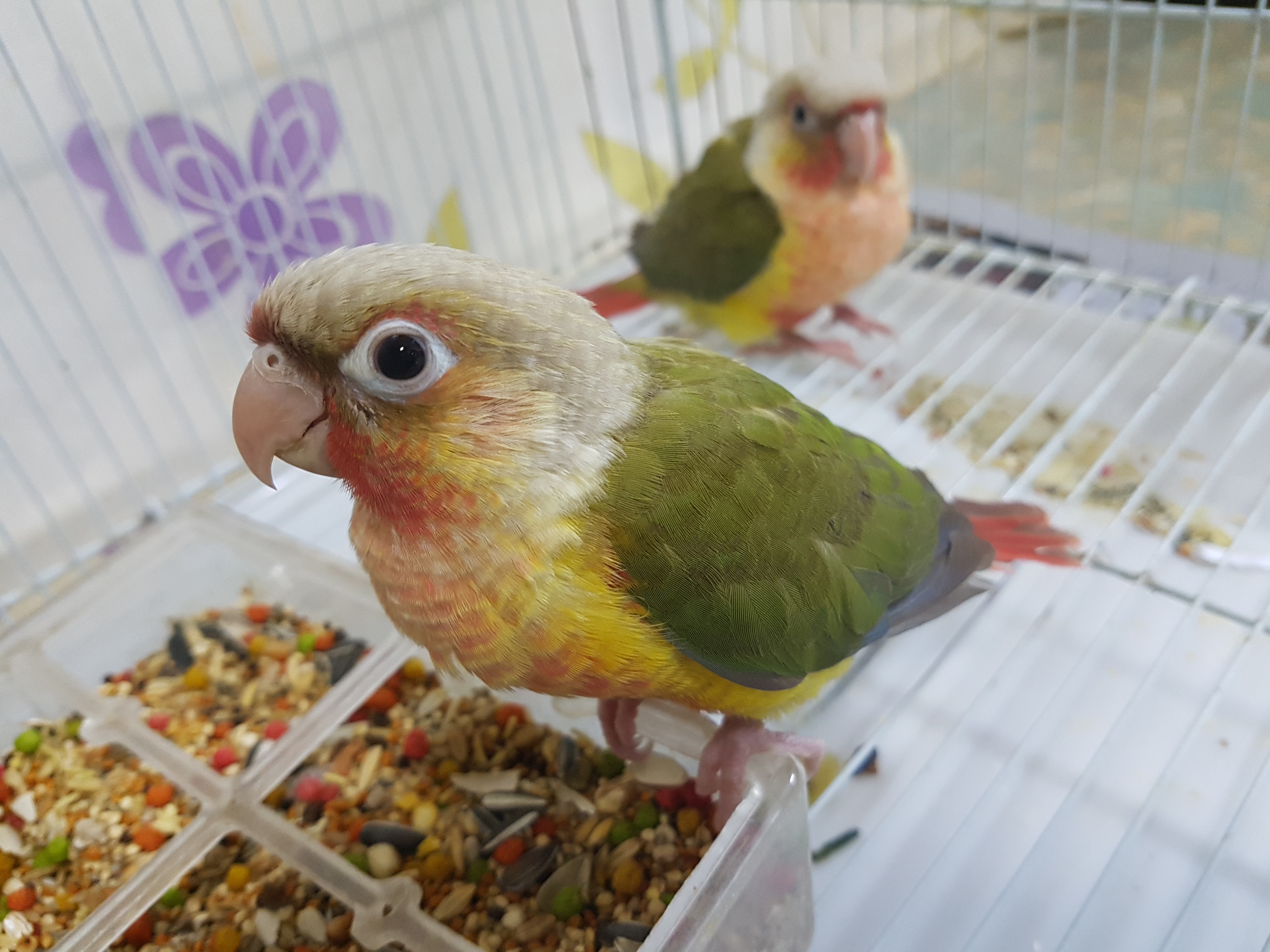 코뉴어앵무새 퀘이커앵무새 저렴하게 분양 받는 방법