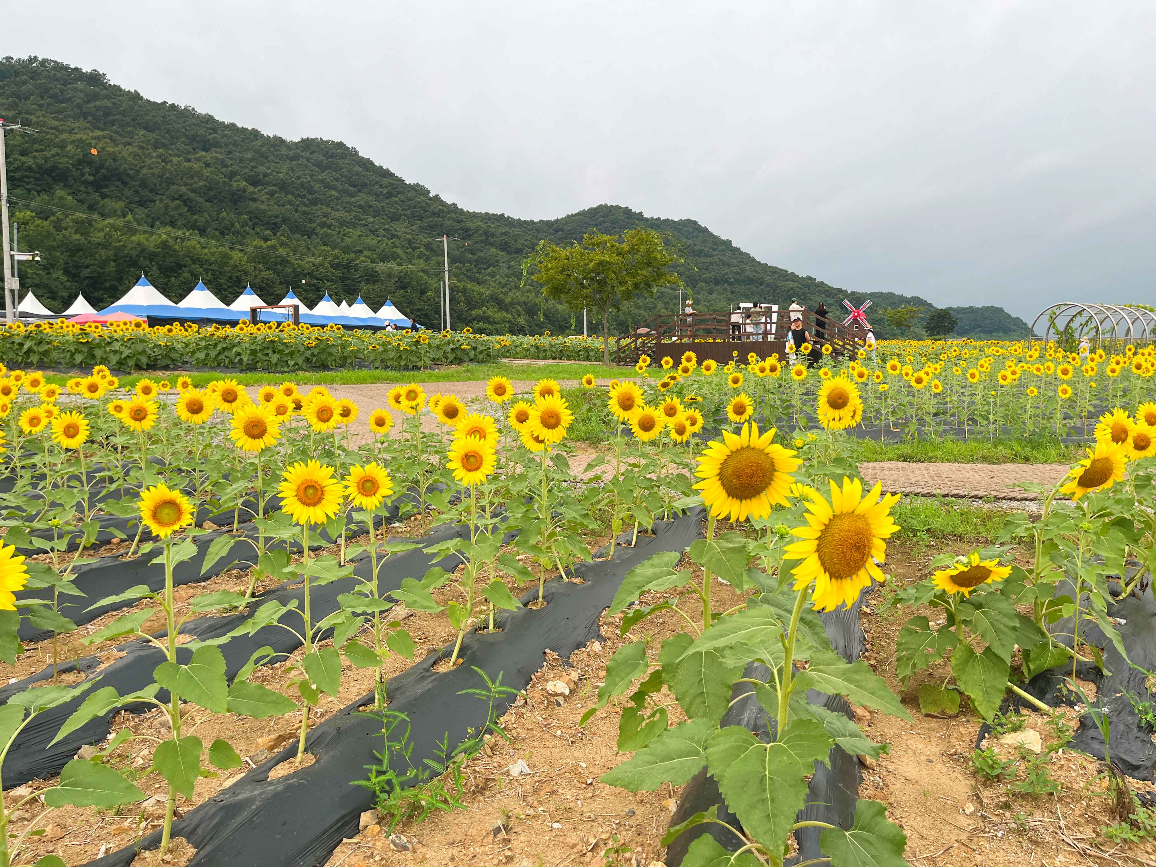 강화도 교동 난정 해바라기 정원 축제