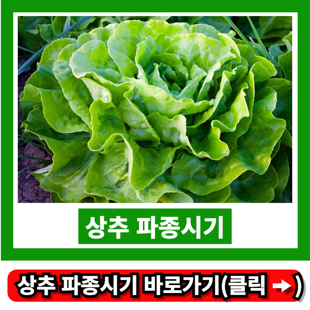 상추 파종시기