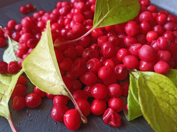 오미자차의 효능 5가지