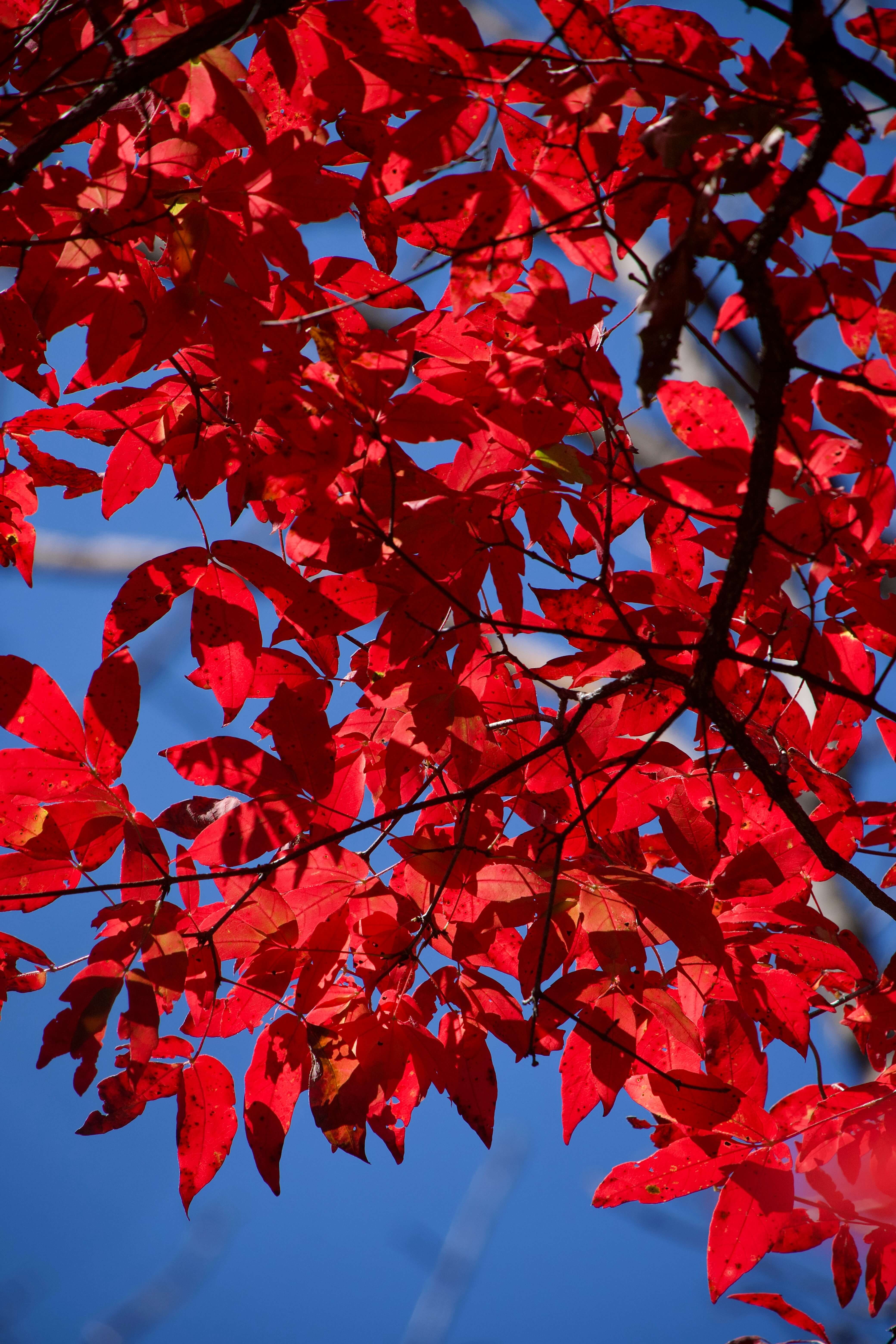 화담숲 단풍 예약