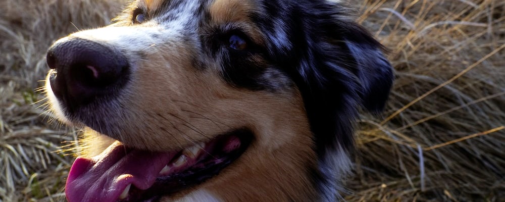 강아지 앉아 훈련 26