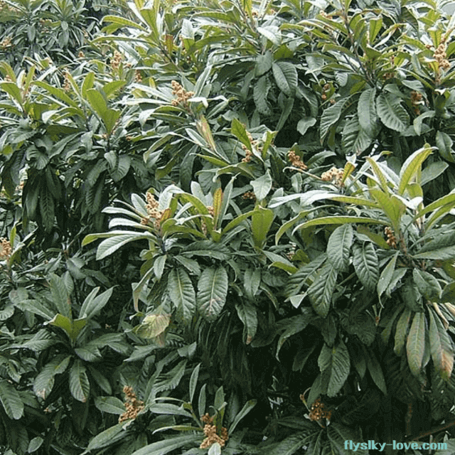 기관지 질환에 좋은 비파잎