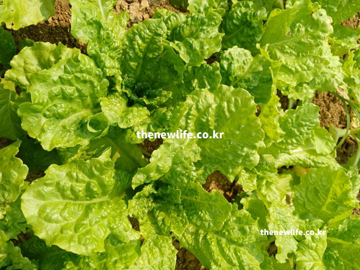 눈의 점막을 튼튼하게 유지하고 안구 건조증을 예방하는 비타민A 풍부한 상추