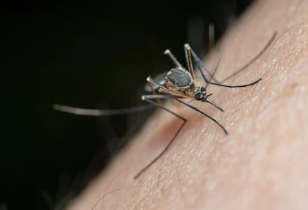 5월 해외여행 모기3