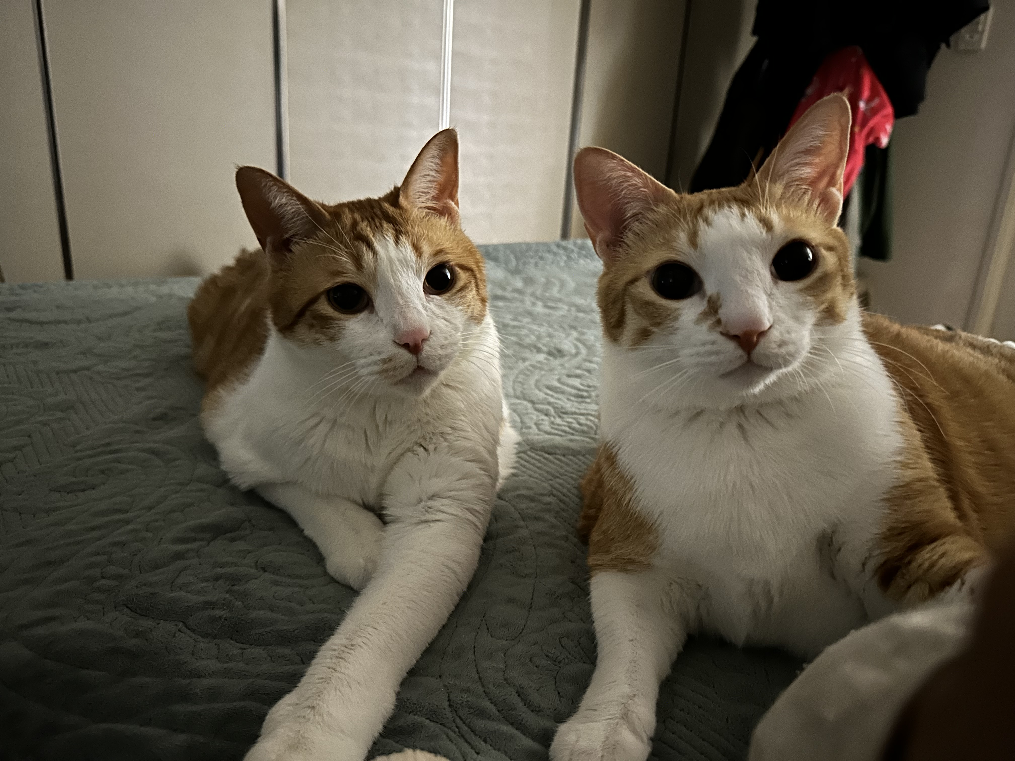 오랜만에 치즈형제의 다정한 모습 (feat.사이좋은 호야와 막둥이, 그리고 요미)