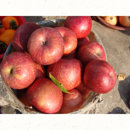 빨갛게 잘익은 사과