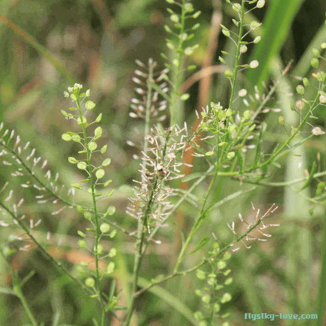 이뇨작용에 효과적인 다닥냉이