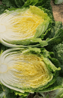 2023년 절임배추