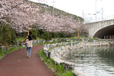 부산 벚꽃명소 지도보기