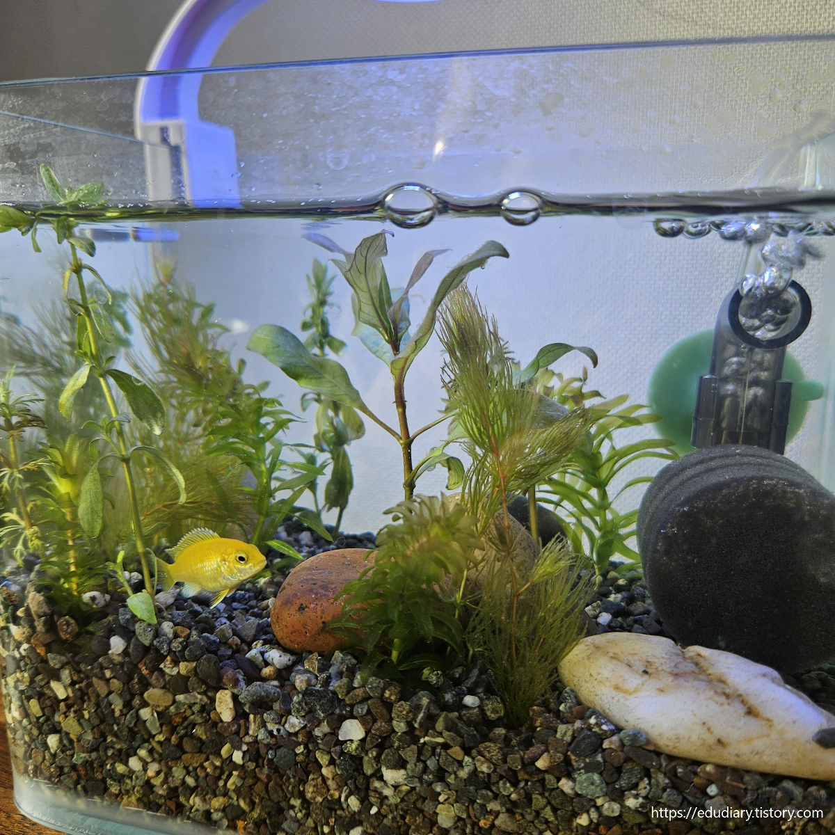 바나나-시클리드를-키우고-있는-어항-모습