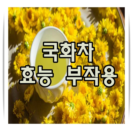 국화차 효능 부작용