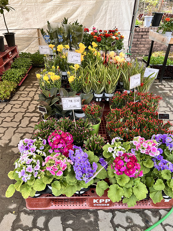 창동 하나로마트에서 판매 중인 다양한 난류&amp;#44; 허브류