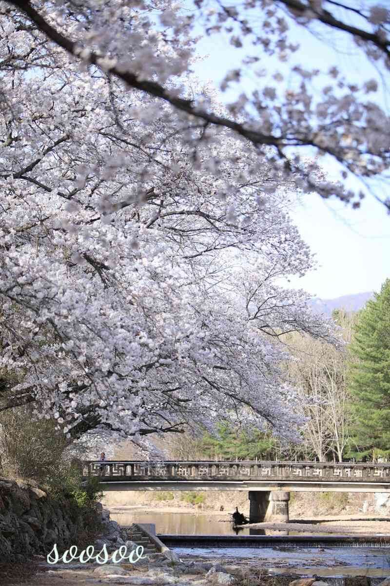 벚꽃축제&amp;#44;벚꽃길/ 벗꽃터널 4월 커플드라이브코스 추천