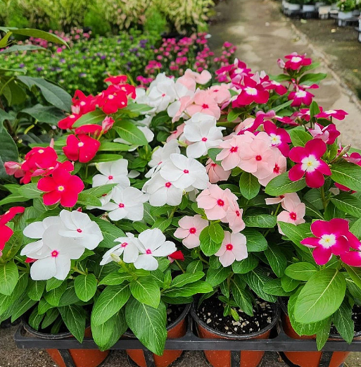 일일초 키우기 꽃말 개화시기 씨앗 모종 물주기 가지치기 총정리3