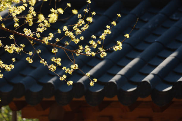 3월 봄꽃 축제 하는곳 봄꽃 여행지