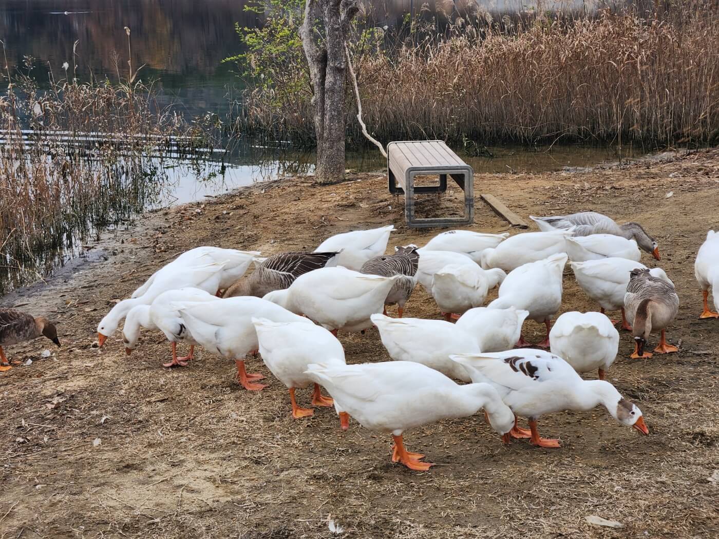 거위 사진