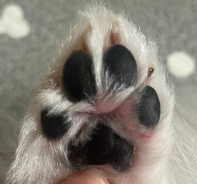 강아지_발바닥