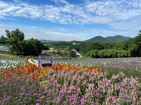 2025 고창청농원 라벤더축제, 향기로운 보랏빛 힐링!(5.23~6.29)