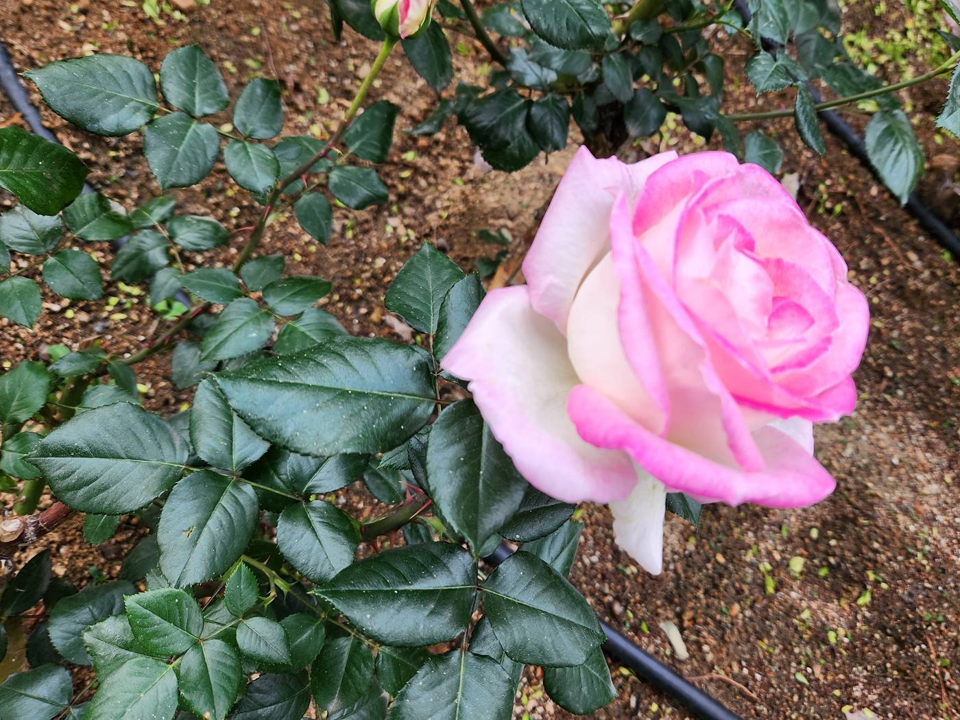 장미 프린세스 드 모나코 Princess de Monaco