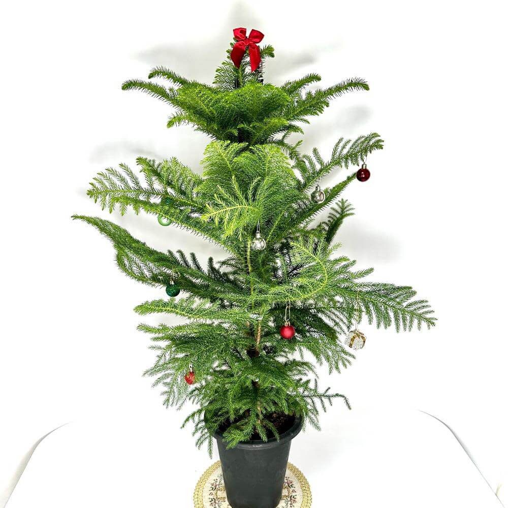 아라우카리아 키우기 크리스마스 트리