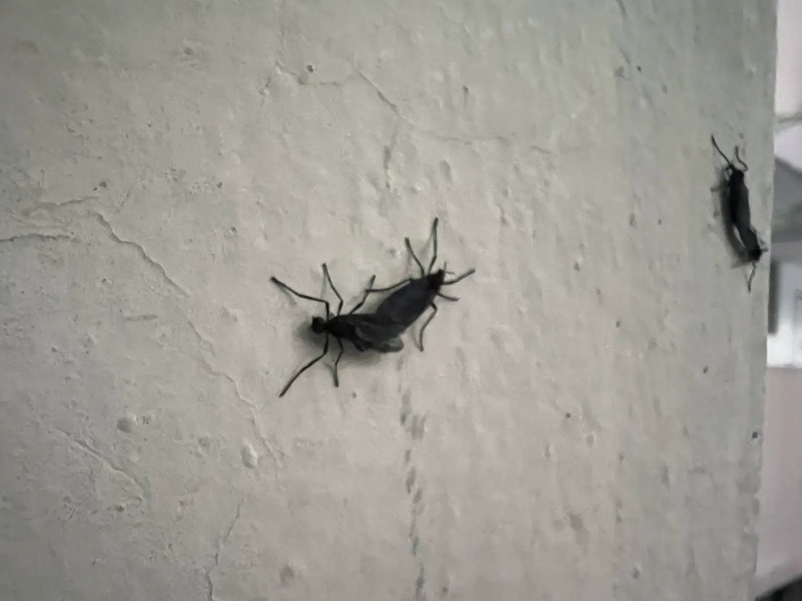 벽에 붙어 있는 러브버그