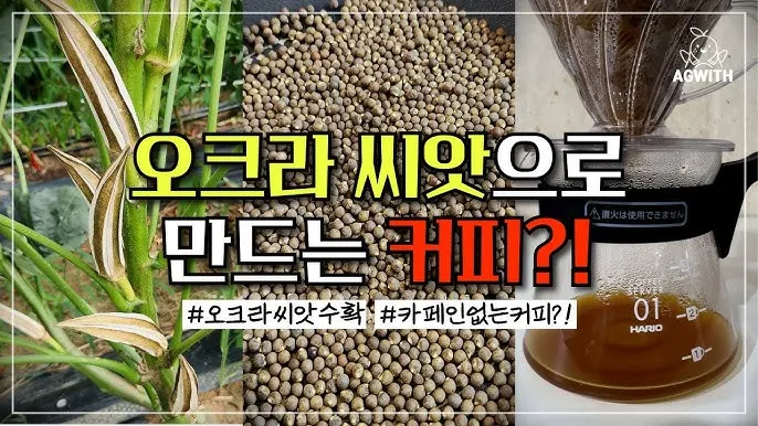 오크라 효능 재배법 손질 수확 요리 보관까지 한눈에 보기_7