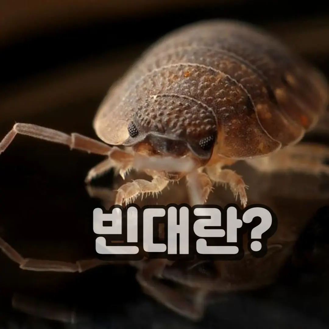 빈대란