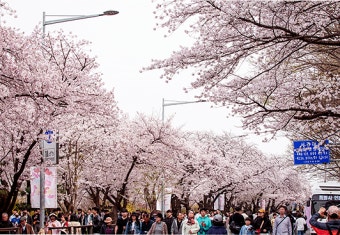 서울 벚꽃 주말 방문