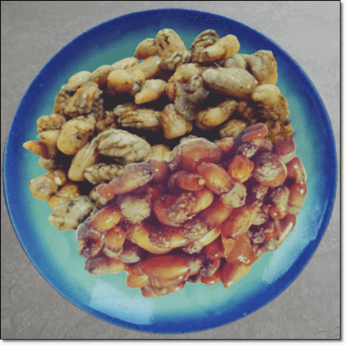 미더덕과 오만둥이 구별법