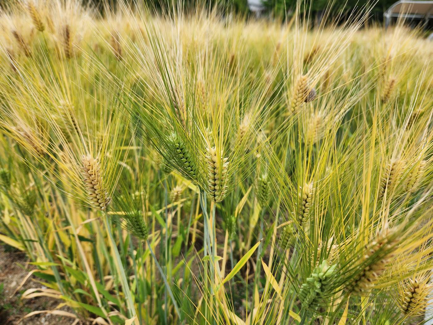 보리 Barley