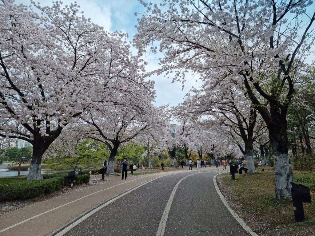 일산호수공원 벚꽃과 벚꽃길-연합뉴스 출저