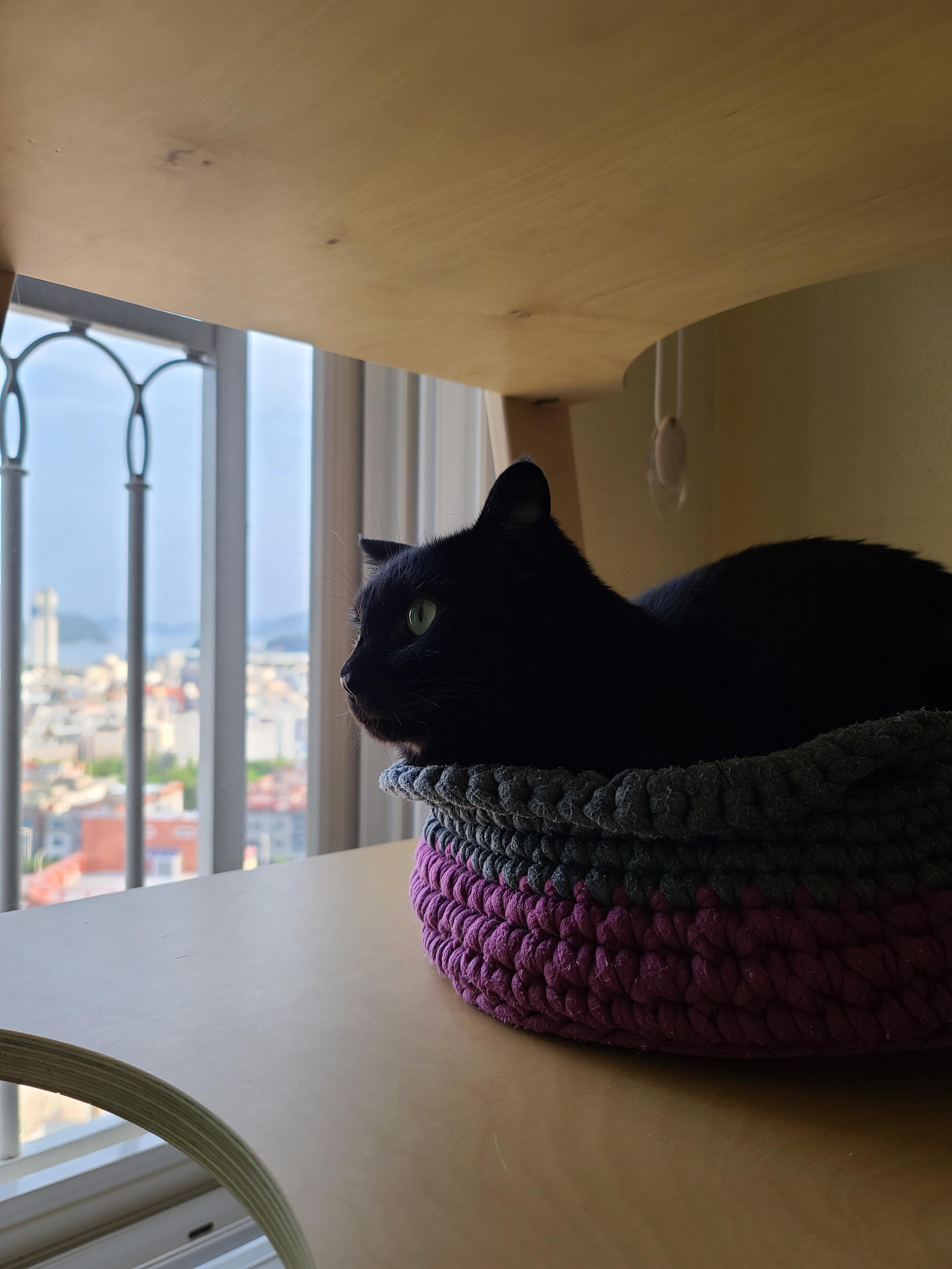 엄마가 만들어준 바구니 제대로 사용하는 고양이 건이.