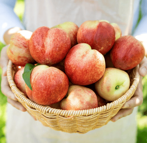 신비복숭아 추천 순위 TOP 5(25년 6월) - 네이버, 쿠팡 인기 판매 랭킹 비교