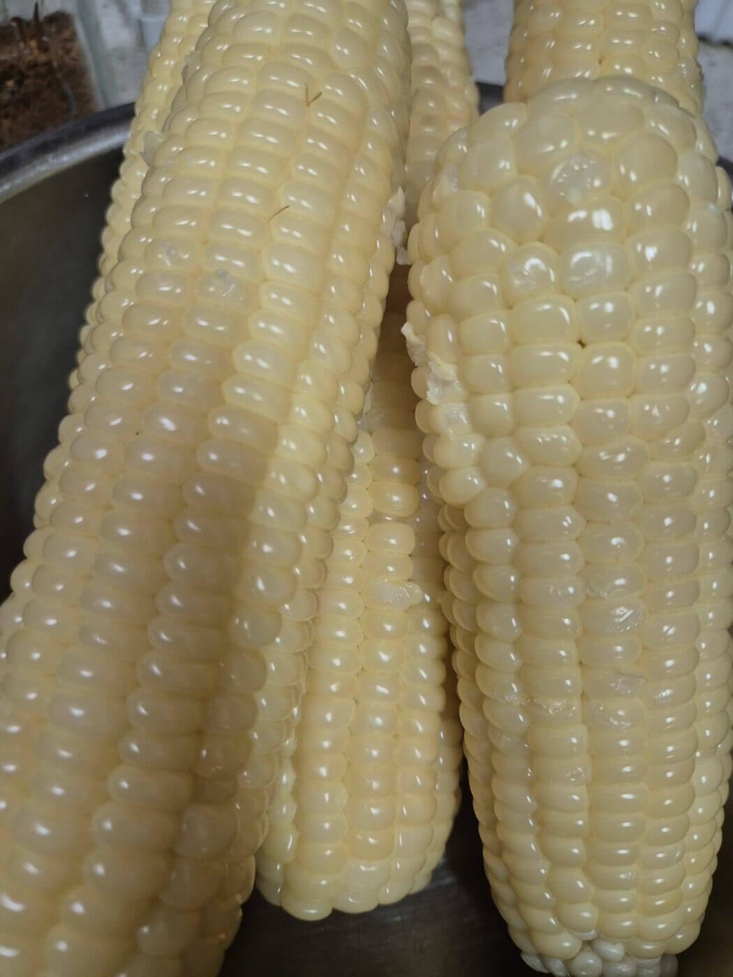 옥수수 삶는 법 시간 뉴슈가 및 보관방법