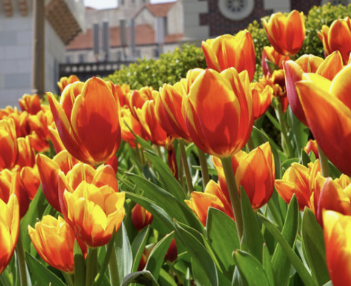 에버랜드 튤립축제 주차장