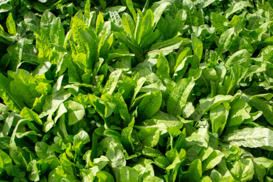 치커리 효능 부작용 먹는법 한눈에 정리