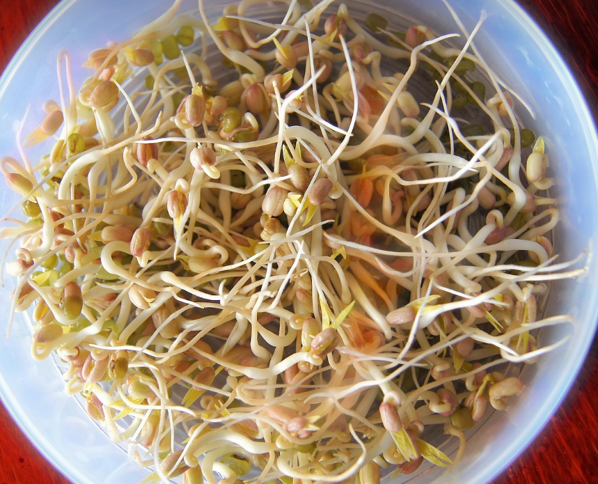 접시에-담긴-콩나물-사진