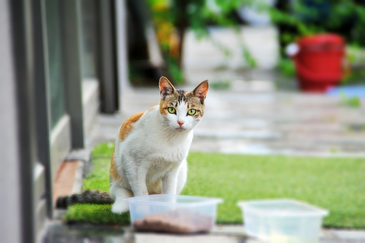 길냥이 급식소 설치 기준 총정리! 허용 지역과 주의사항은?