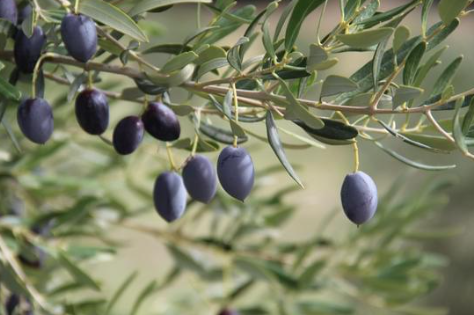 올리브나무 수명 연장 방법