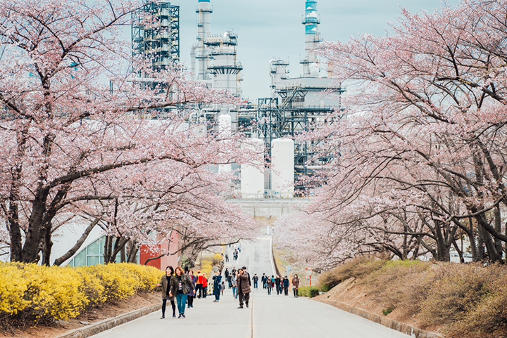 SK인천석유화학 벚꽃동산 벚꽃길 전경